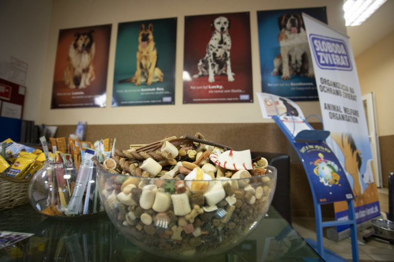 Sloboda zvierat Bratislava, útulok, pes, mačka