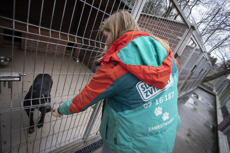 Sloboda zvierat Bratislava, útulok, pes, mačka