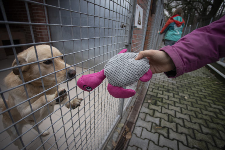 Sloboda zvierat Bratislava, útulok, pes, mačka