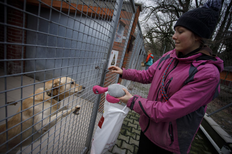 Sloboda zvierat Bratislava, útulok, pes, mačka