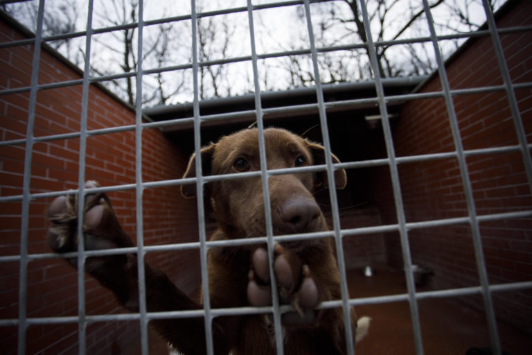 Sloboda zvierat Bratislava, útulok, pes, mačka