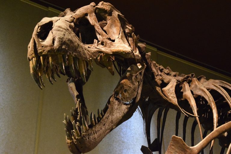 Dinosauruas.jpg