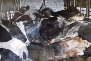 choré kravy na bitúnku, Poľsko