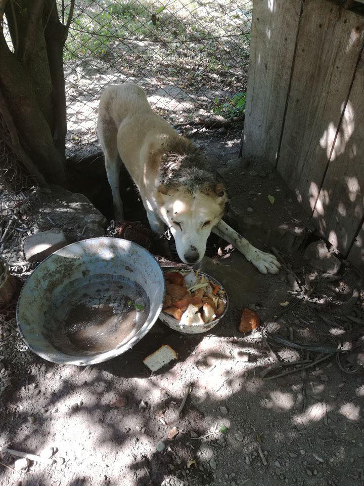 Týraný pes, Galanta