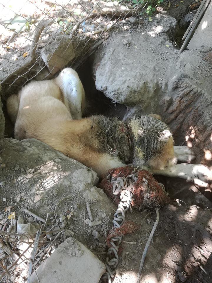 Týraný pes, Galanta