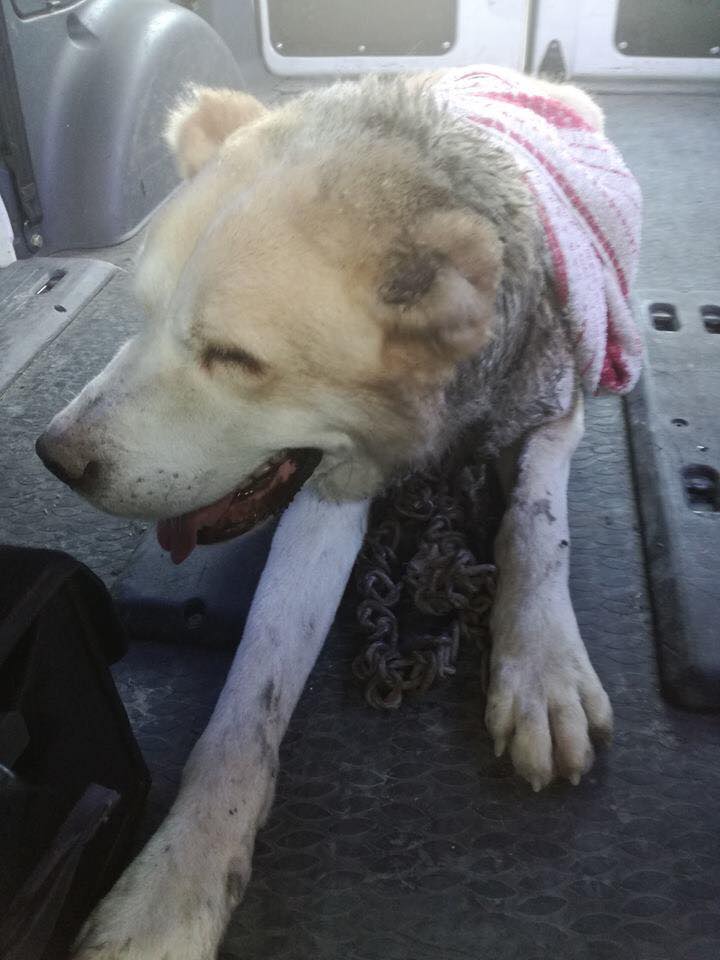 Týraný pes, Galanta