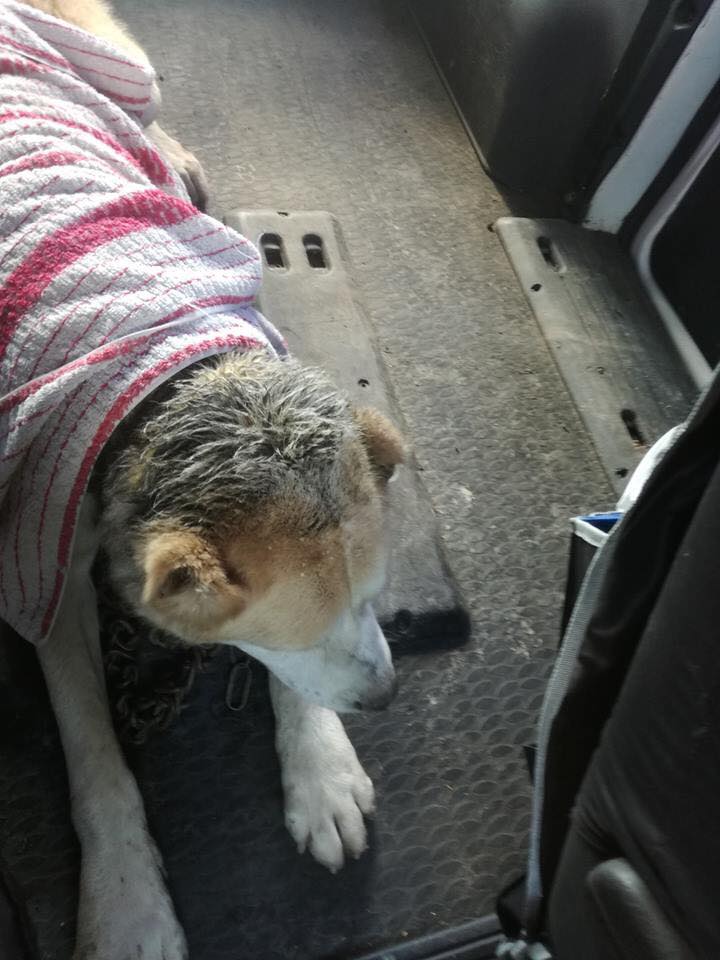 Týraný pes, Galanta