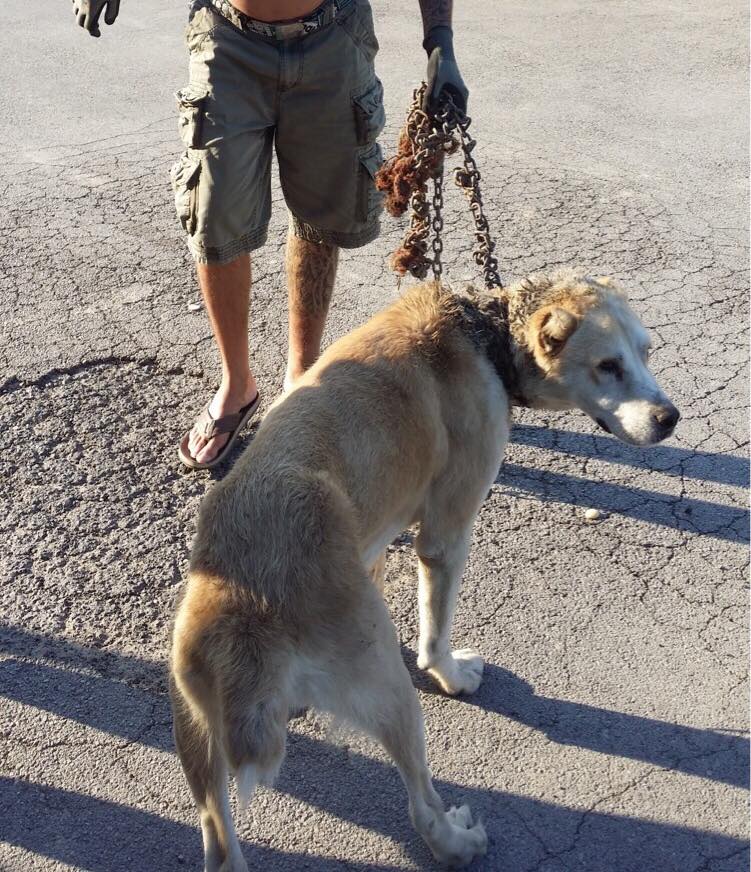 Týraný pes, Galanta