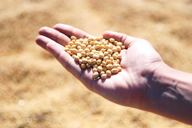 Soybean 1831704_1920.jpg