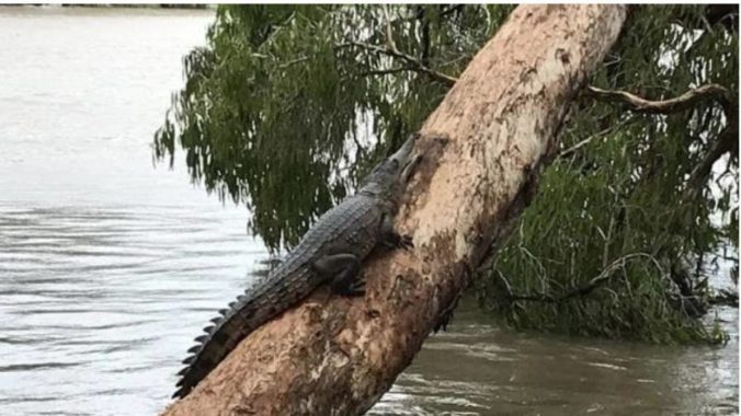 krokodíl, záplavy v Townsville