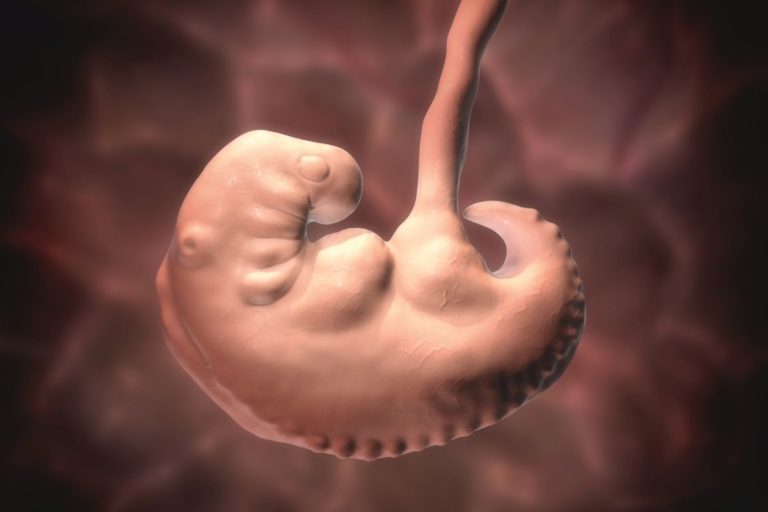 Embryo