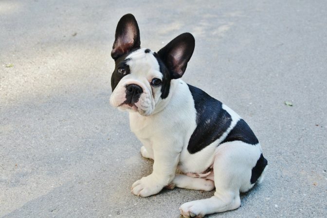 French bulldog 277255_1920.jpg