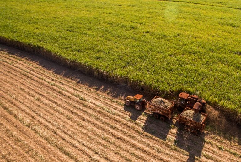 Sugar cane hasvest plantation aerial
