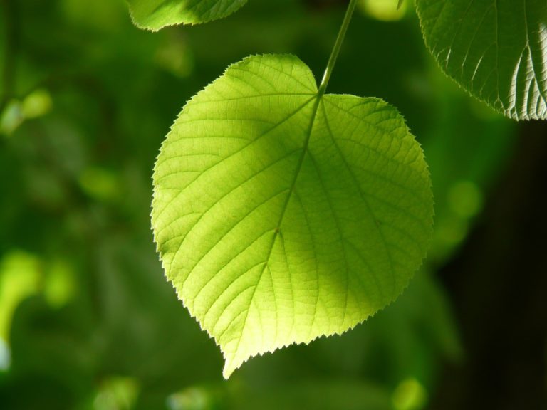 Leaf 55859_1920.jpg