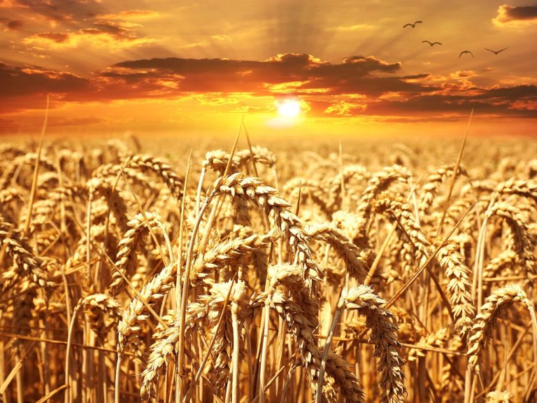 Wheat field 640960_1280.jpg