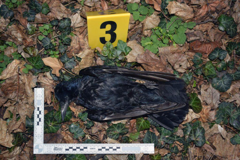POLÍCIA: Úhyn chráneného vtáctva