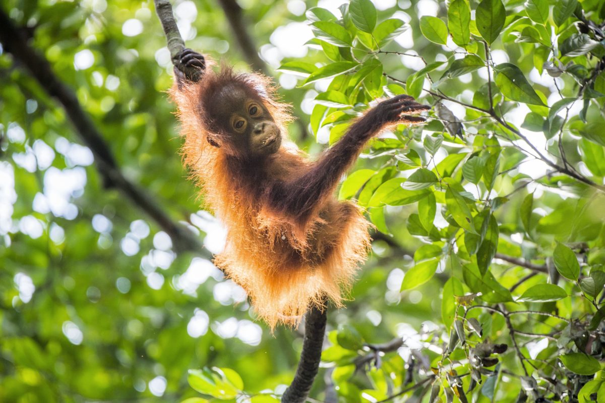 opica, orangutan