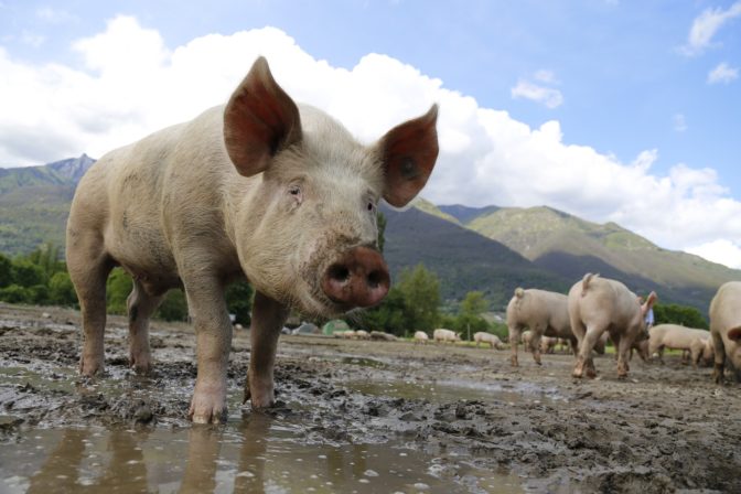 Pig 752557_1920.jpg