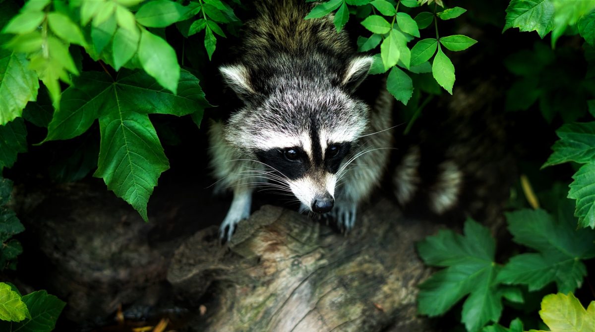 Raccoon 1885137_1920.jpg