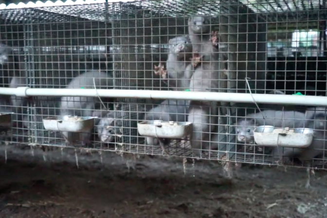 Norky, kožušinové zvieratá