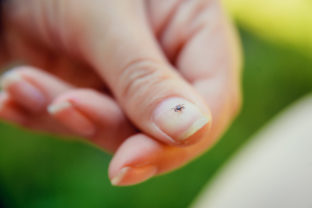 Tick crawling on finger. The concept of danger of tick bite.