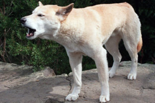 Divý pes dingo