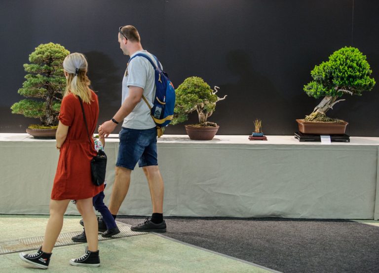 VÝSTAVA: Bonsai Gallery