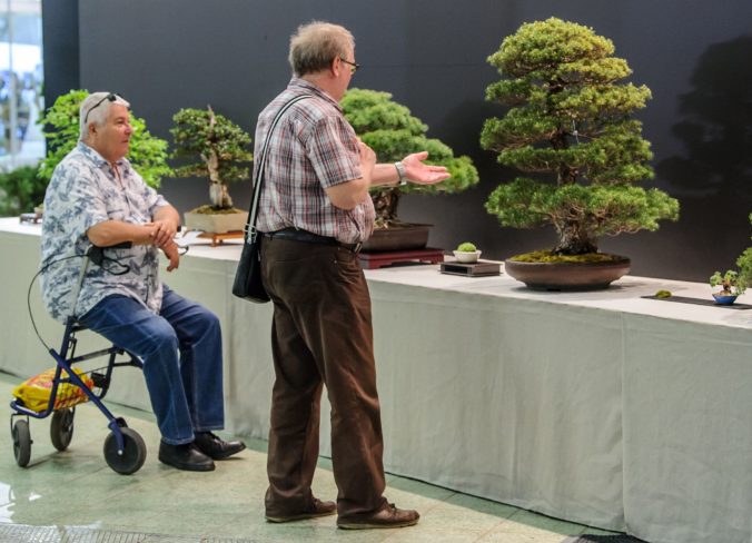 VÝSTAVA: Bonsai Gallery