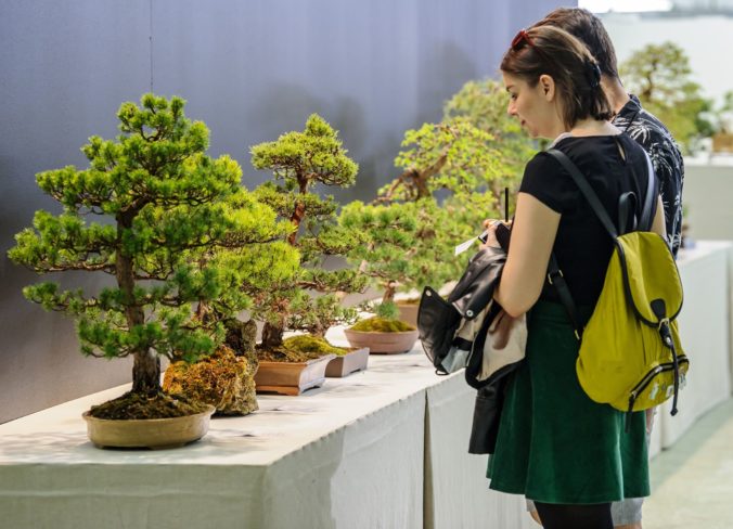 VÝSTAVA: Bonsai Gallery