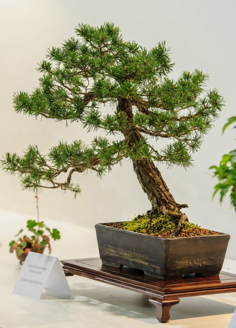 VÝSTAVA: Bonsai Gallery