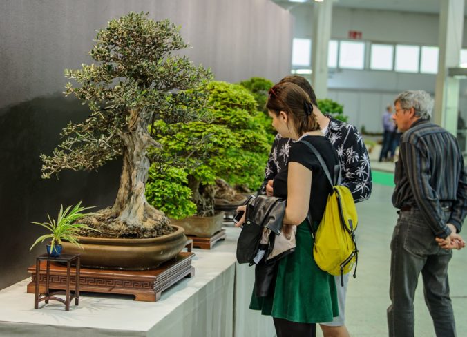 VÝSTAVA: Bonsai Gallery