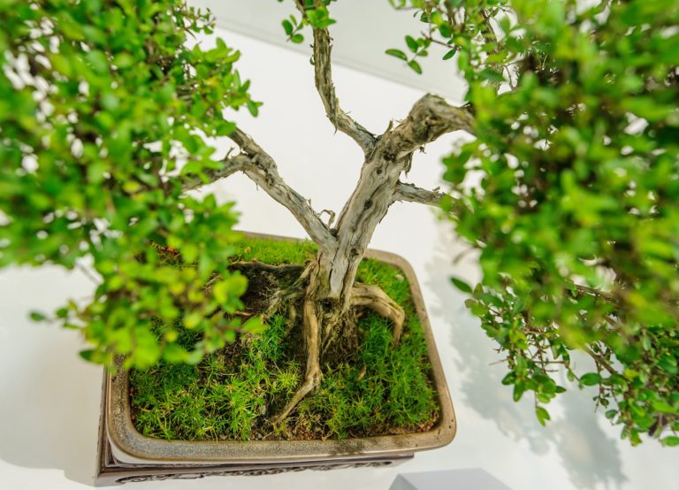 VÝSTAVA: Bonsai Gallery
