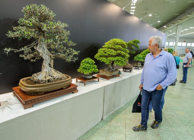 VÝSTAVA: Bonsai Gallery