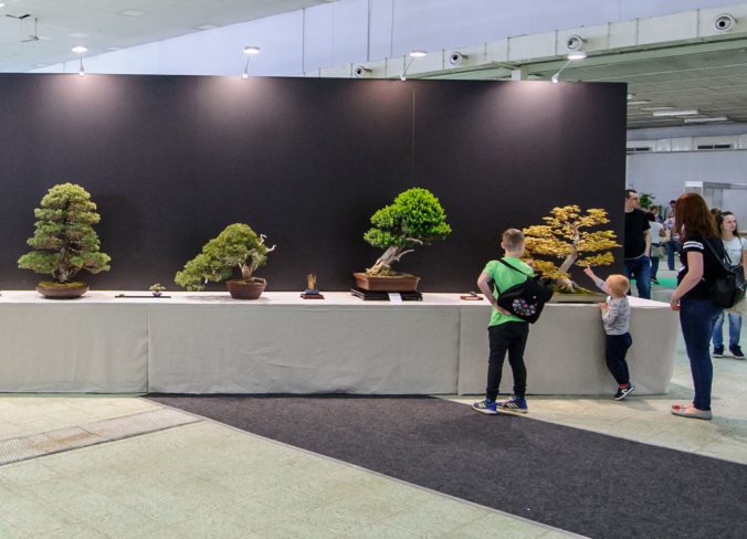 VÝSTAVA: Bonsai Gallery