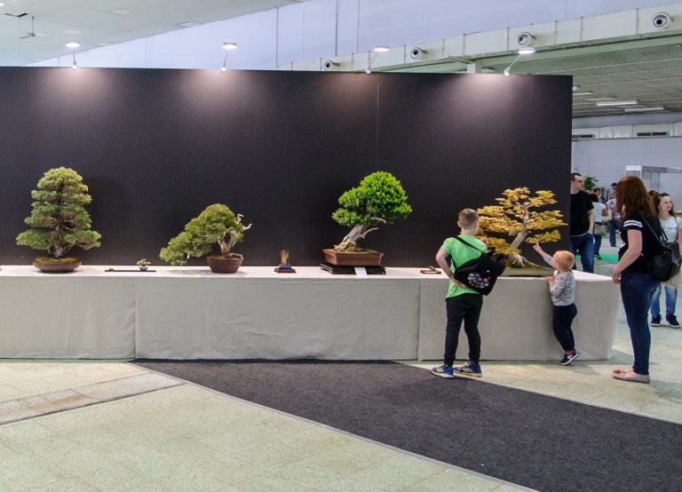 VÝSTAVA: Bonsai Gallery
