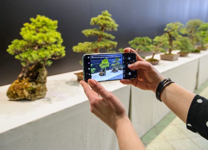 VÝSTAVA: Bonsai Gallery
