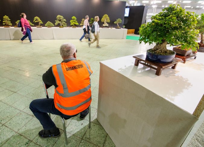 VÝSTAVA: Bonsai Gallery