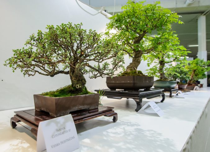 VÝSTAVA: Bonsai Gallery