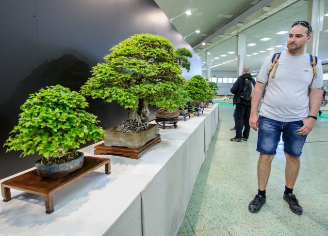 VÝSTAVA: Bonsai Gallery