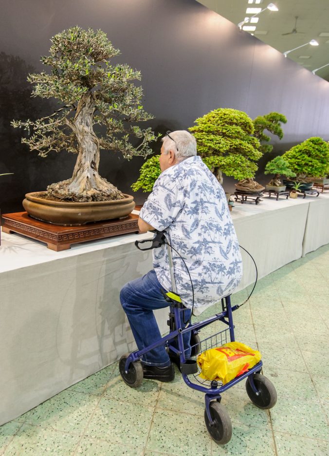 VÝSTAVA: Bonsai Gallery