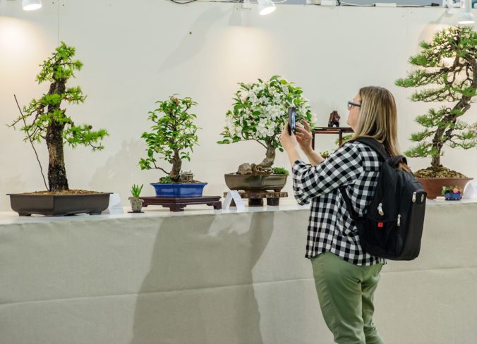VÝSTAVA: Bonsai Gallery