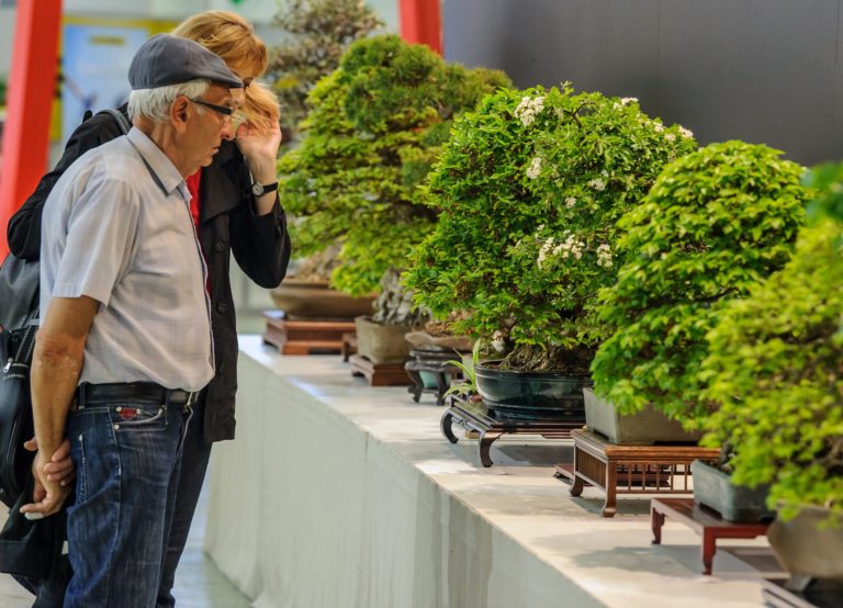 VÝSTAVA: Bonsai Gallery