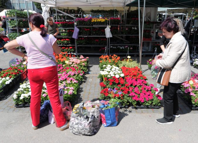 VÝSTAVA: Gardenia 2019