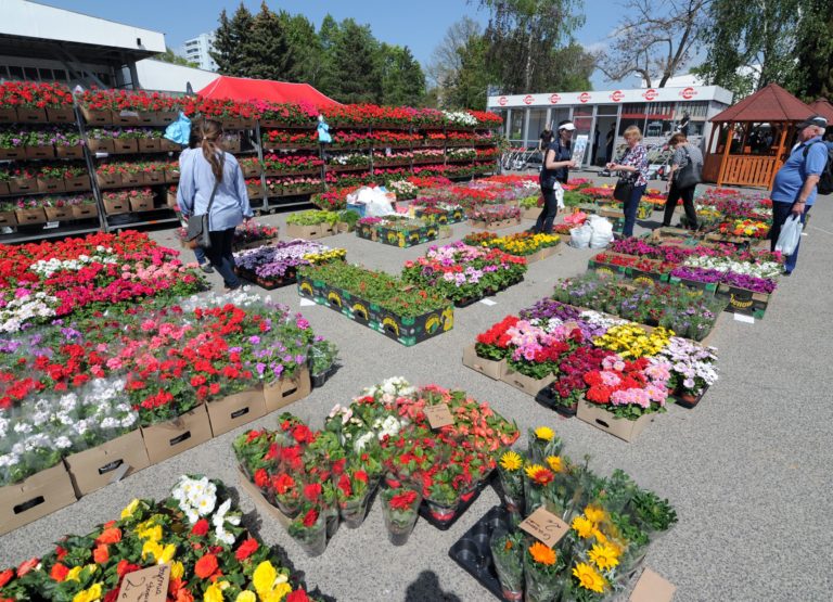 VÝSTAVA: Gardenia 2019