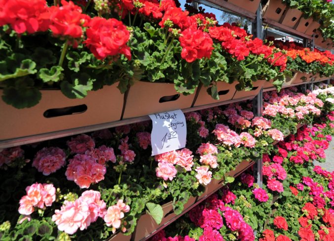 VÝSTAVA: Gardenia 2019