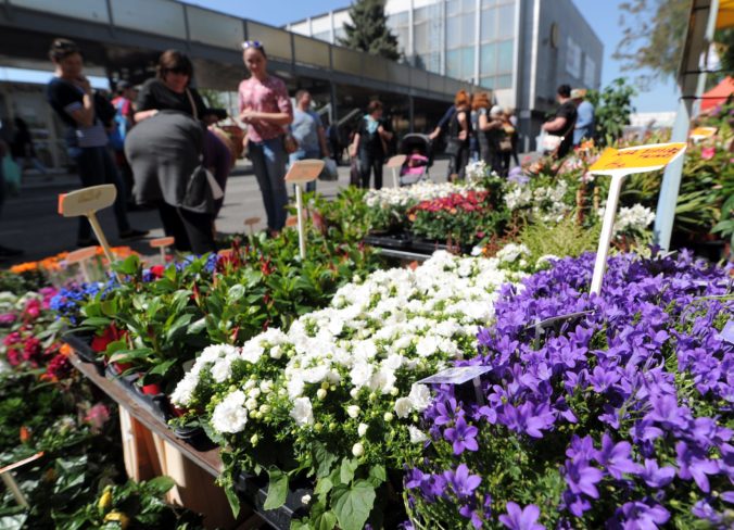 VÝSTAVA: Gardenia 2019