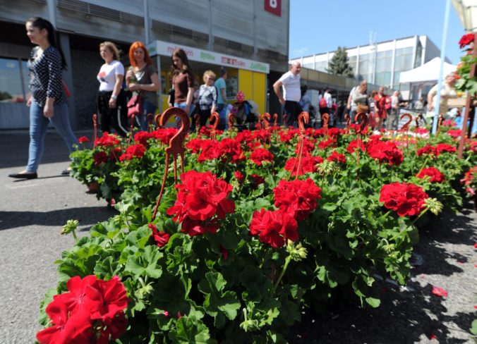 VÝSTAVA: Gardenia 2019