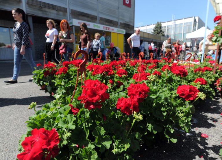 VÝSTAVA: Gardenia 2019