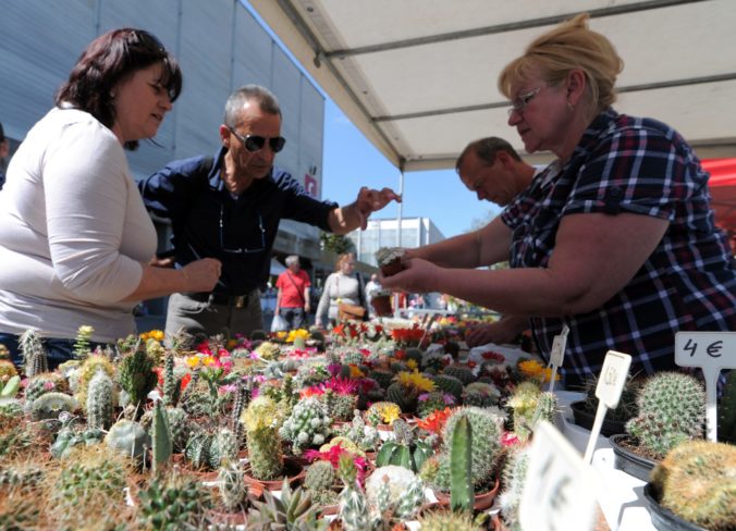 VÝSTAVA: Gardenia 2019