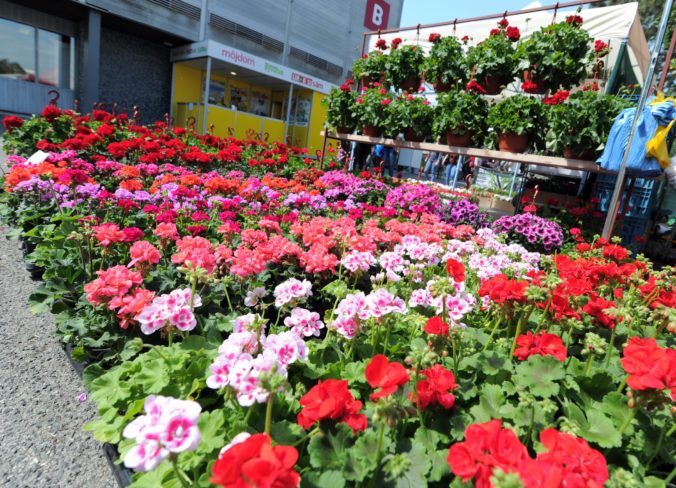 VÝSTAVA: Gardenia 2019